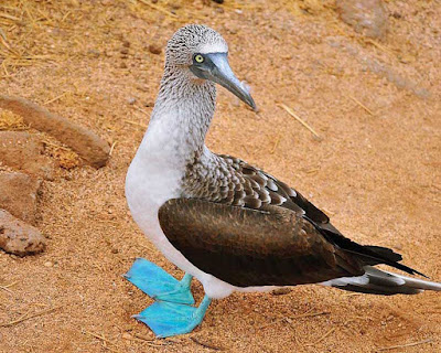 Flat terrain allows guests a close view of the blue-footed booby. About half of all breeding pairs nest on the Galápagos.