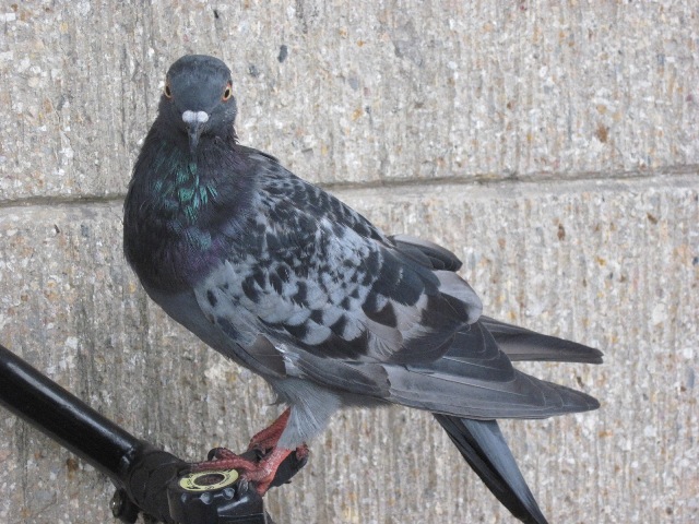 Rock Pigeon  