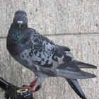 Rock Pigeon  