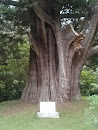 The Peace Tree
