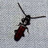 Catogenus Rufus Beetle