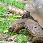 Galápagos tortoise
