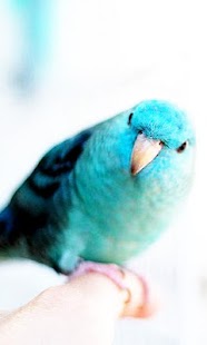 How to mod Parrots wallpaper 1.0 unlimited apk for laptop