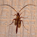 Icheneumon Wasp