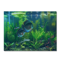 水槽の熱帯魚ライブ壁紙 Androidアプリ Applion