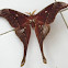 Hercules moth