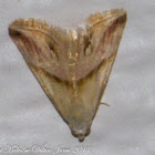 Eublemma Moth