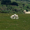 Lambs playing