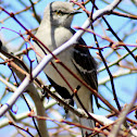 Northern Mockingbird