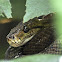 Annulated Tree Boa