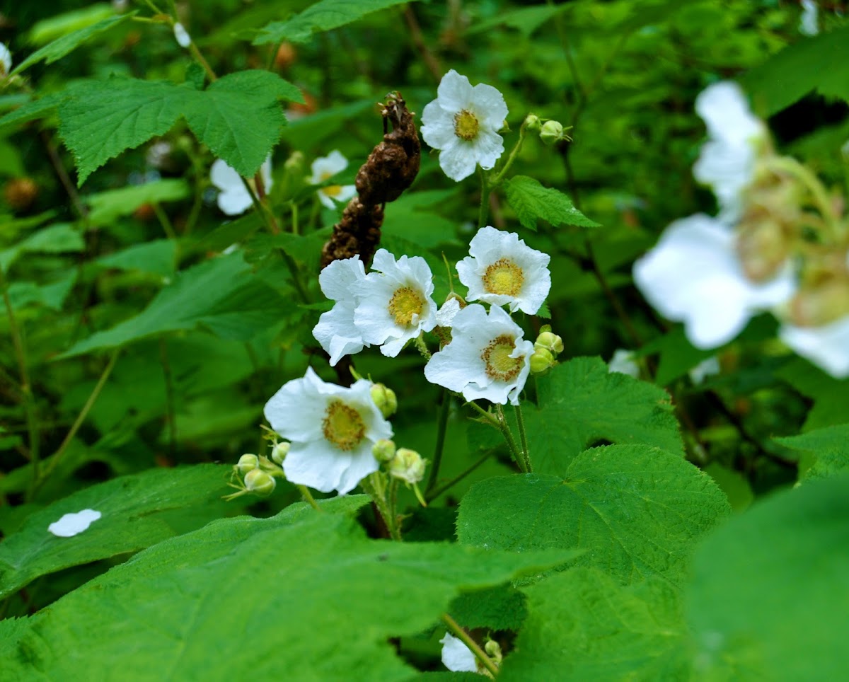 Thimbleberry