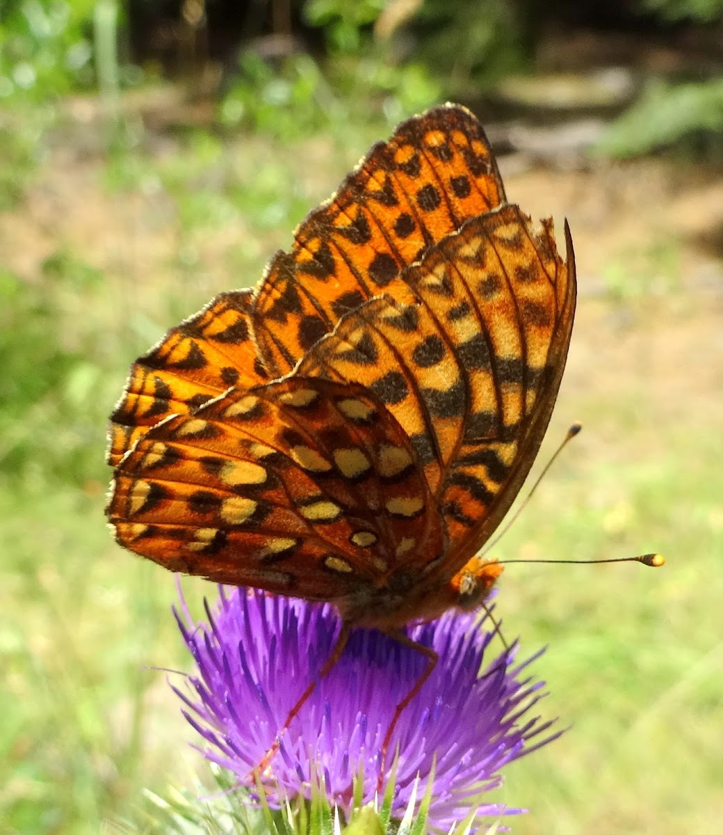 Hydaspe Fritillary (With a Skipper butterfly in last few)