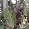 [S] Mexican Breadfruit, Fruit Salad Plant