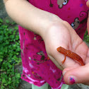 Eastern red newt
