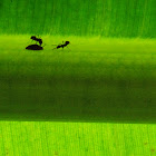 ants and leaf