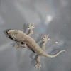 Japanese Gecko