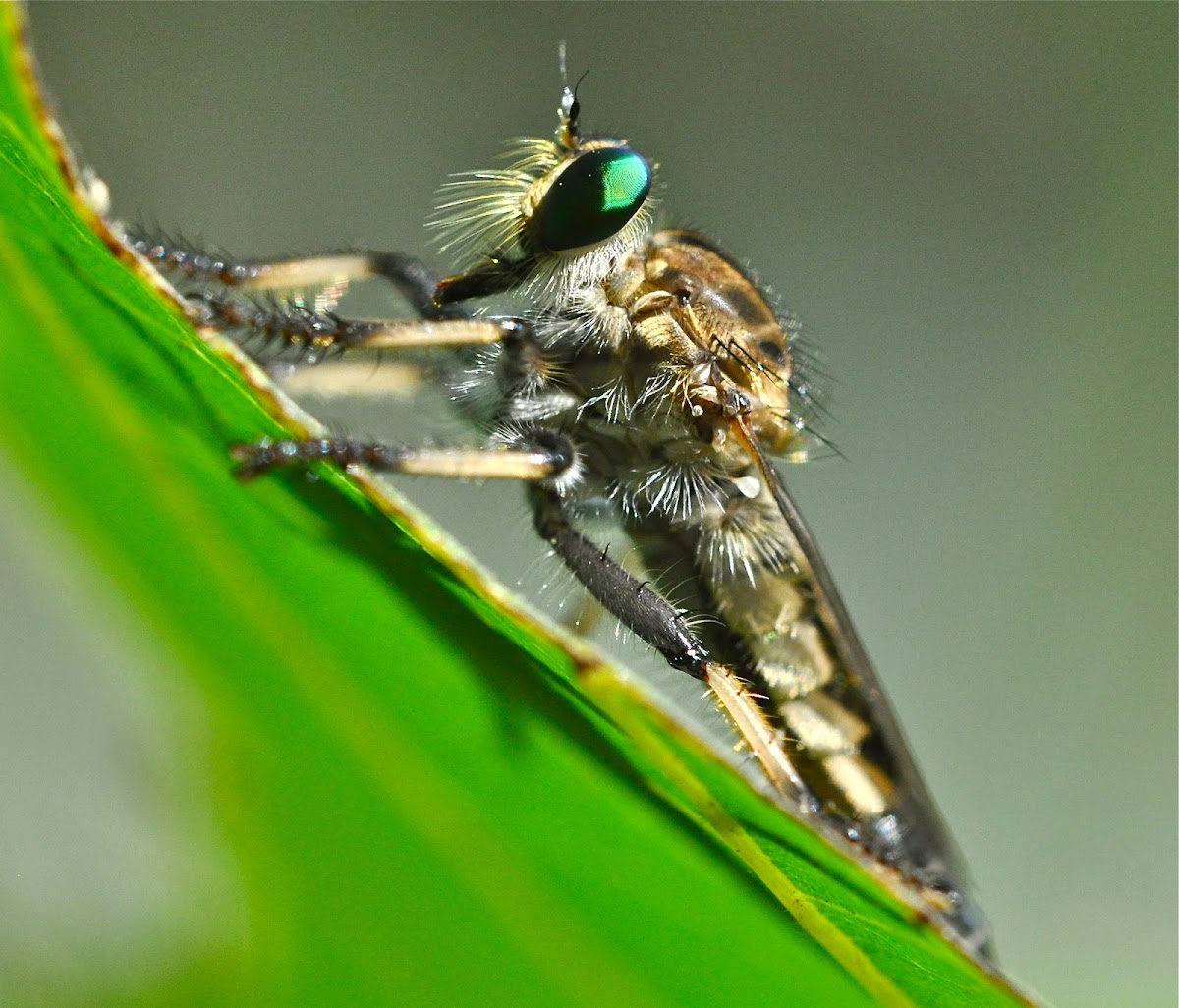 Robber Fly