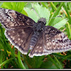 Wild Indigo Duskywing Butterfly