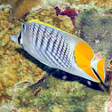 Atoll Butterflyfish