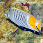 Atoll Butterflyfish