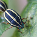 Bellyache Bush Jewel Bug