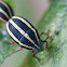 Bellyache Bush Jewel Bug