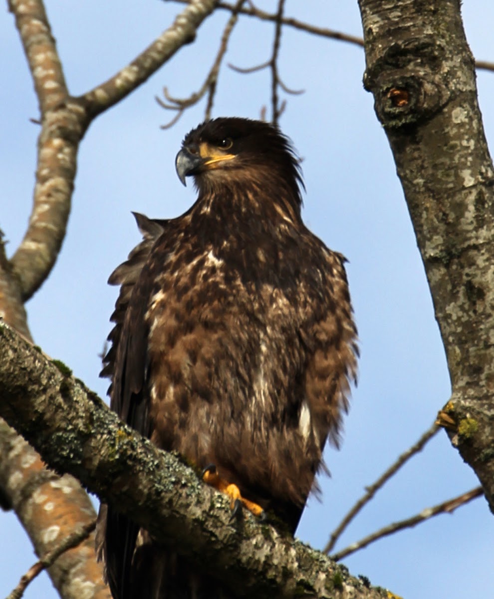 Bald Eagle - juvenile