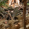 Olive-tailed Thrush