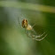 Common Orb-weaver spider
