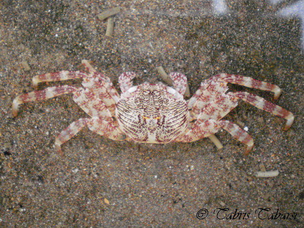 [G] Shore crabs
