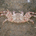 [G] Shore crabs