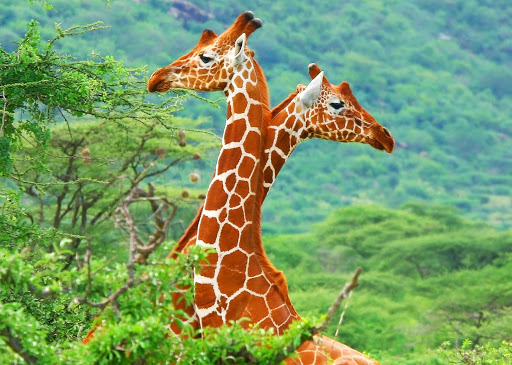 免費下載個人化APP|Giraffe Wallpaper app開箱文|APP開箱王