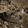 Saw scaled Viper