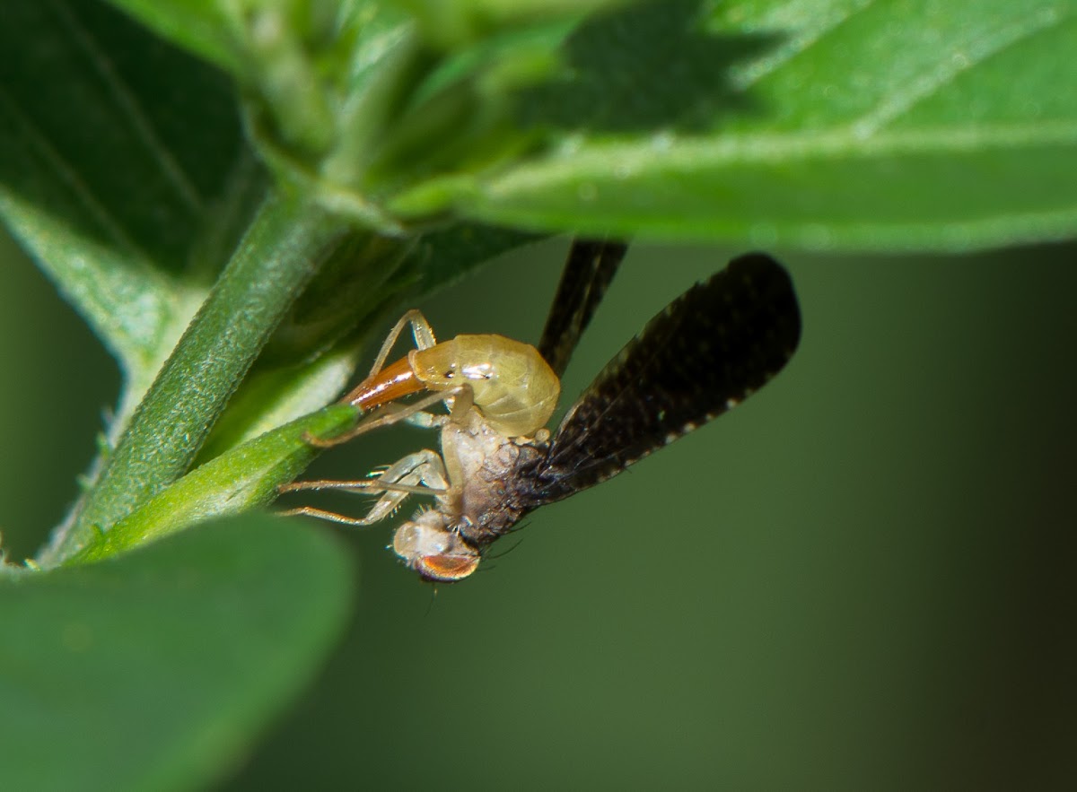 Fly laying eggs