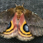 IO Moth  (female)