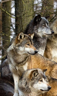 늑대는 배경 화면 라이브 Screenshots 6