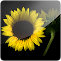 3D Sunflower I logo