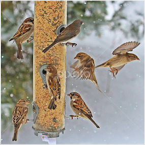 by Kevin Callahan - Animals Birds