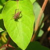 Brown trig cricket, nymph