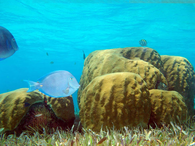 Snorkelers and scuba divers flock to Cozumel for the underwater views.