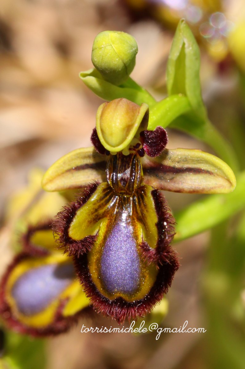 Orchidea spontanea