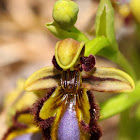 Orchidea spontanea