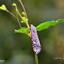 Heliotrope Moth