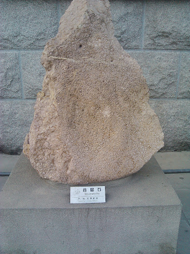 叠层石