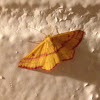 Chickweed Geometer Moth