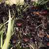 Black Tree  Aeonium