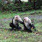 Mono capuchino de cara blanca