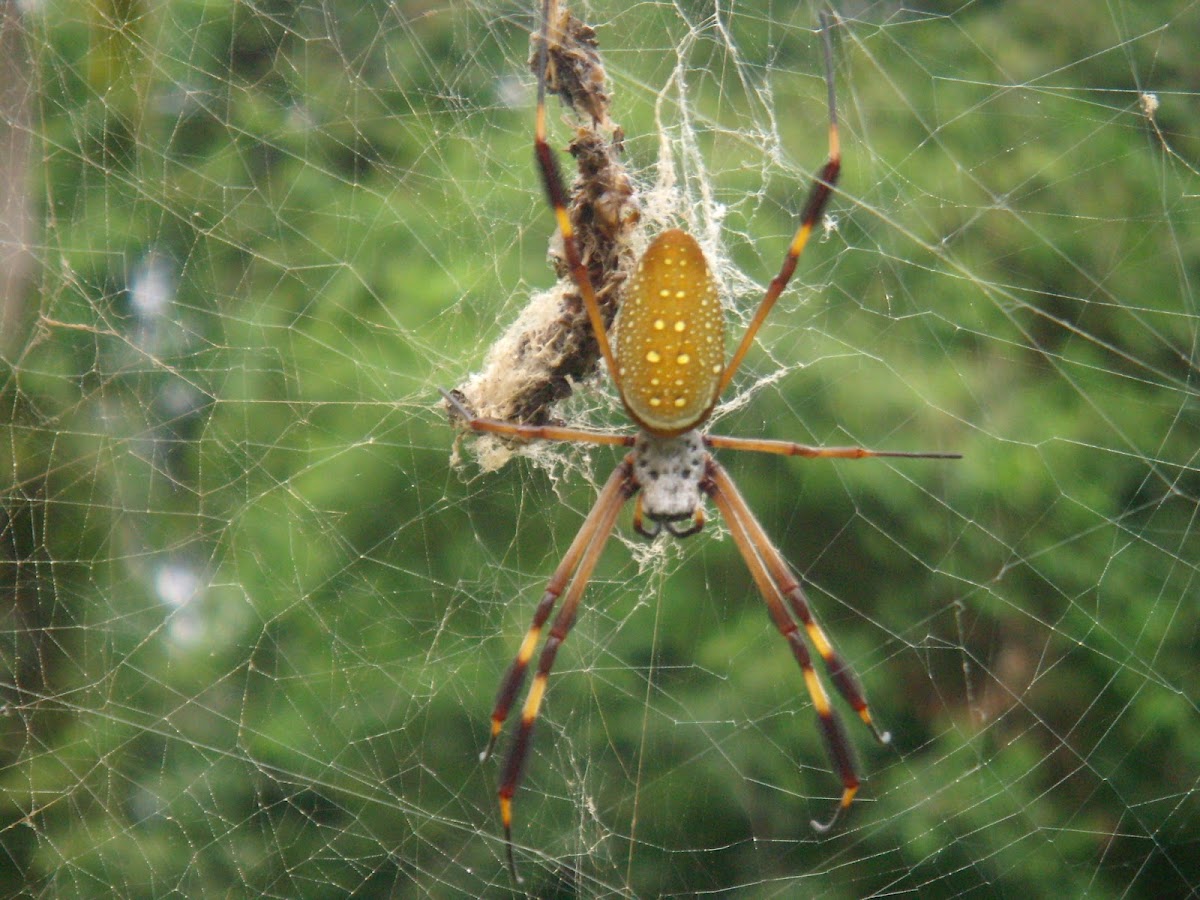 Golden Silk Spider Project Noah