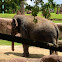 Asian Elephant