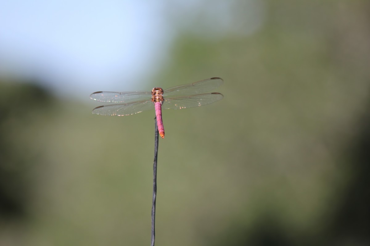 Carmine Skimmer dragonfly